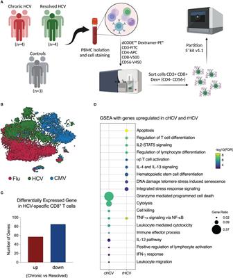 Chronic HCV infection promotes cytotoxicity in antigen-specific CD8+ T cells regardless of virus specificity